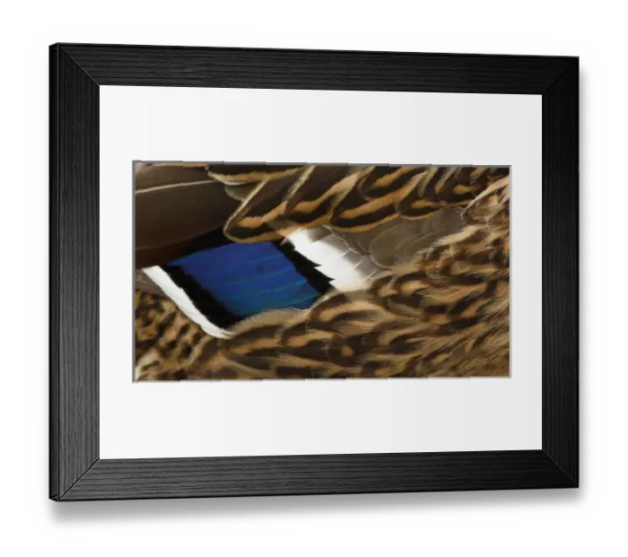 Framed Print : Canada, British Columbia, George C. Reifel Migratory Bird Sanctuary, Mallard (Anas