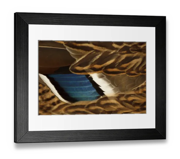 Framed Print : Canada, British Columbia, George C. Reifel Migratory Bird Sanctuary, Mallard (Anas Framed Print : Canada, British Columbia, George C. Reifel Migratory Bird Sanctuary, Mallard (Anas