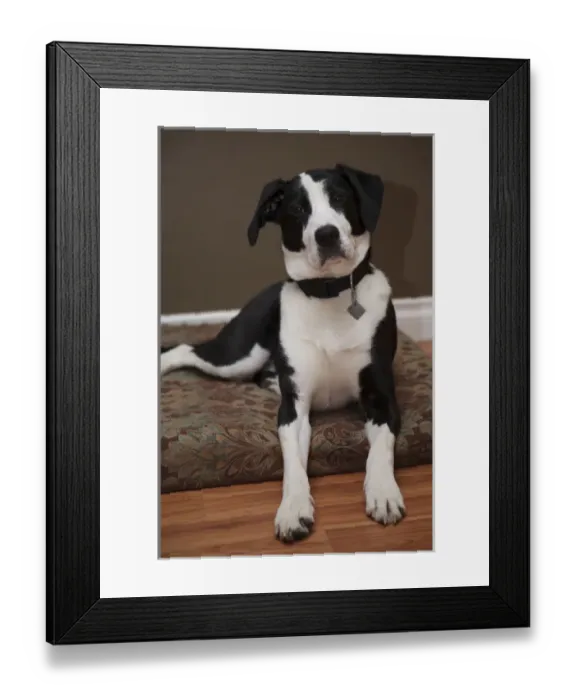 Framed Print : Canada, British Columbia, Mission, part coon hound mutt