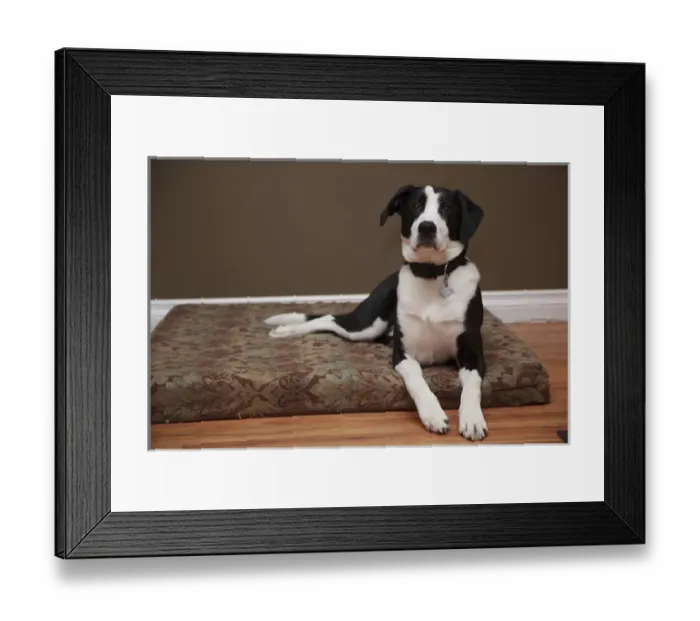 Framed Print : Canada, British Columbia, Mission, part coon hound mutt Framed Print : Canada, British Columbia, Mission, part coon hound mutt