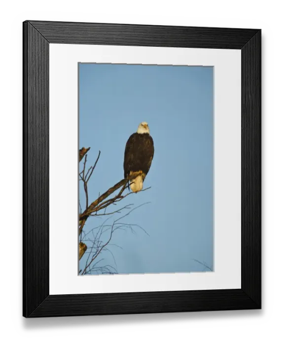 Framed Print : Canada, British Columbia, Vancouver, Bald Eagle (Haliaeetus leucocephalus) Framed Print : Canada, British Columbia, Vancouver, Bald Eagle (Haliaeetus leucocephalus)