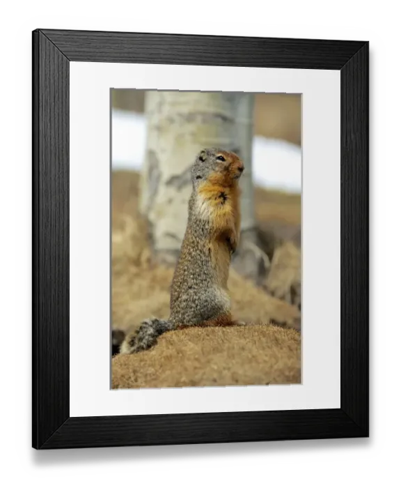 Framed Print : Columbia Ground Squirrel (Urocitellus columbianus) in early spring Framed Print : Columbia Ground Squirrel (Urocitellus columbianus) in early spring