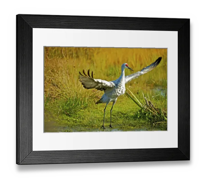 Framed Print : Sandhill crane, Grus canadensis taking flight Framed Print : Sandhill crane, Grus canadensis taking flight