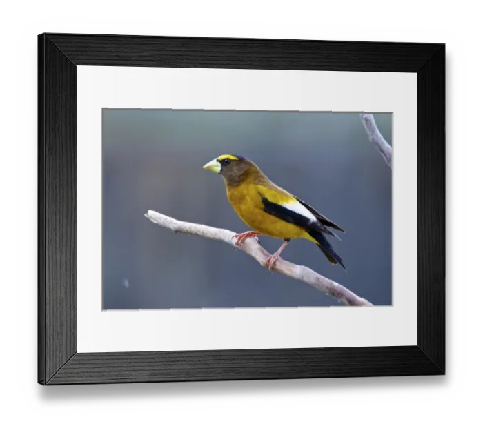 Framed Print : The evening grosbeak (Hesperiphona vespertina) is a passerine bird in the finch family Framed Print : The evening grosbeak (Hesperiphona vespertina) is a passerine bird in the finch family