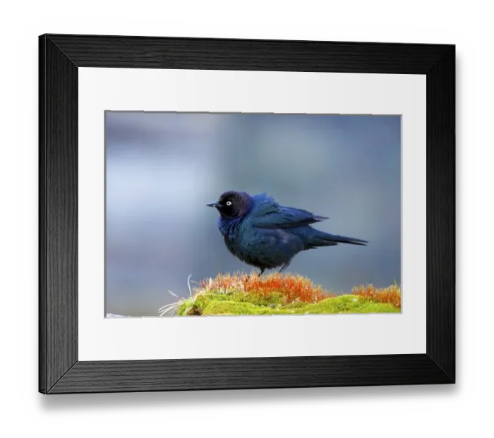Framed Print : The Brewers blackbird (Euphagus cyanocephalus) is a medium-sized New World blackbird Framed Print : The Brewers blackbird (Euphagus cyanocephalus) is a medium-sized New World blackbird