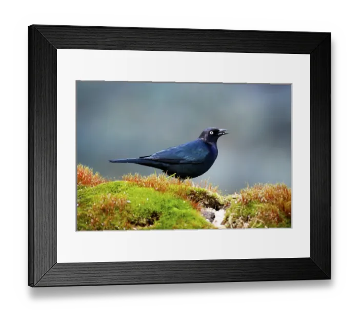 Framed Print : The Brewers blackbird (Euphagus cyanocephalus) is a medium-sized New World blackbird Framed Print : The Brewers blackbird (Euphagus cyanocephalus) is a medium-sized New World blackbird