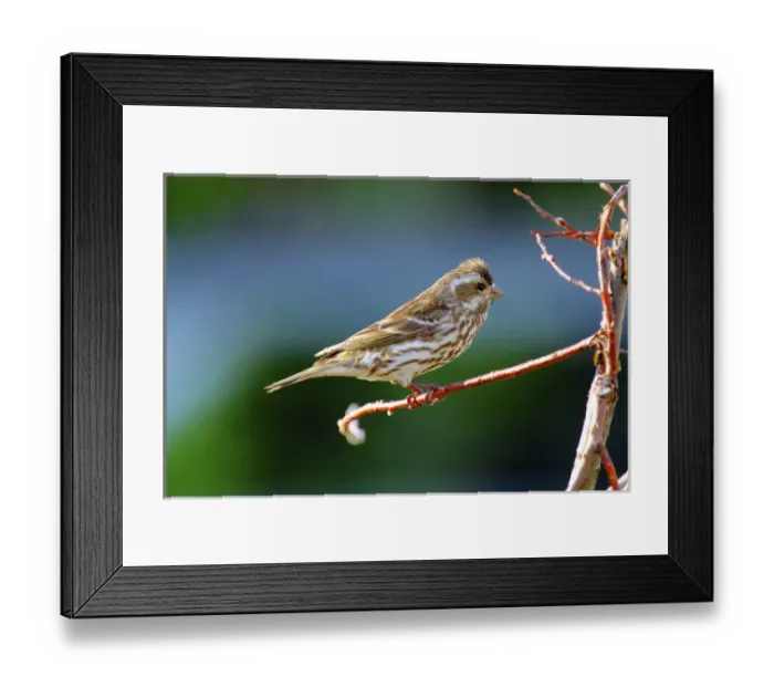 Framed Print : Purple finch. (Haemorhous purpureus) Framed Print : Purple finch. (Haemorhous purpureus)