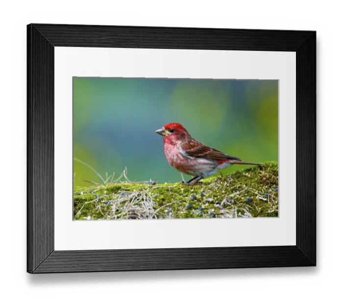 Framed Print : Purple finch. (Haemorhous purpureus). Male Framed Print : Purple finch. (Haemorhous purpureus). Male