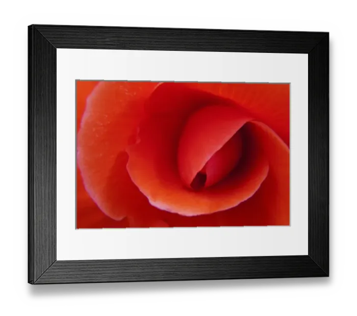 Framed Print : North America; Canada; BC; Victoria; Red Begonia Close up