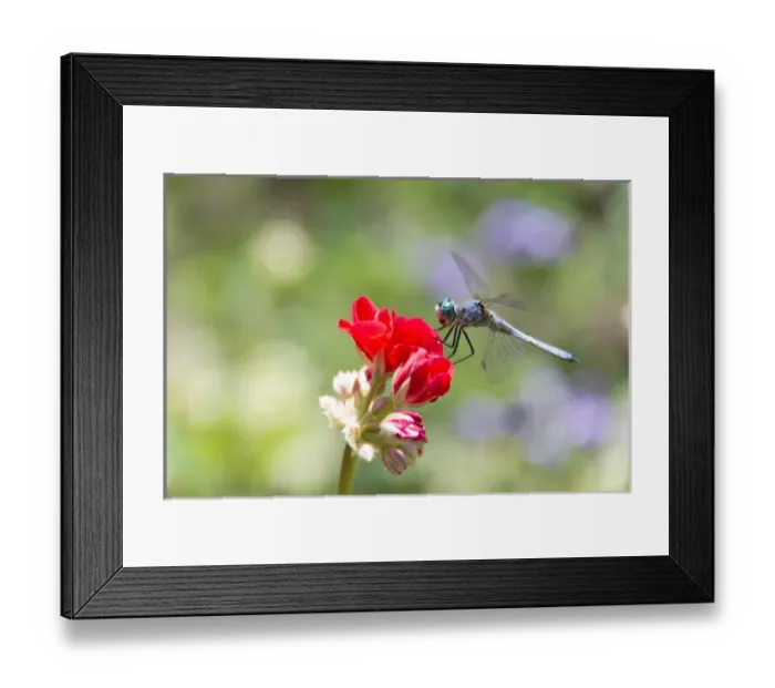 Framed Print : Canada, BC, Vancouver Island Western Pondhawk (Erythemis collocata) dragonfly on flower Framed Print : Canada, BC, Vancouver Island Western Pondhawk (Erythemis collocata) dragonfly on flower