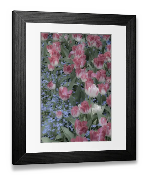 Framed Print : North America; Canada; Victoria; Spring Tulips of Red and White Color