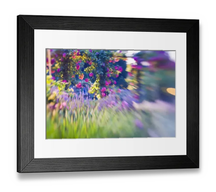 Framed Print : North America; Canada; BC; Victoria; Rose Garden using Selective Focus Framed Print : North America; Canada; BC; Victoria; Rose Garden using Selective Focus
