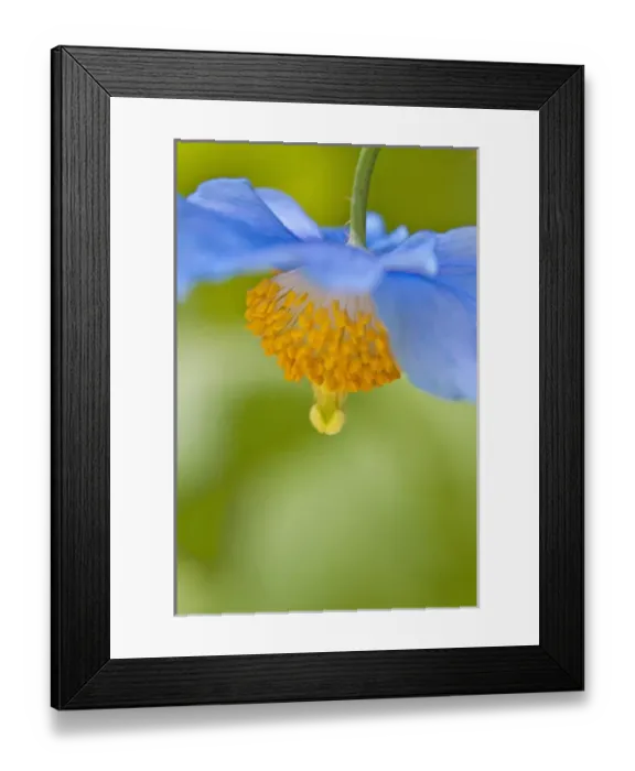 Framed Print : North America; Canada; Victoria; Selective Focus of Himalayan Blue Poppy Framed Print : North America; Canada; Victoria; Selective Focus of Himalayan Blue Poppy