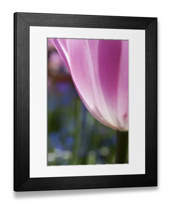 Framed Print : North America; Canada; Victoria; Selective Focus of Spring Tulips of Red and White Color Framed Print : North America; Canada; Victoria; Selective Focus of Spring Tulips of Red and White Color
