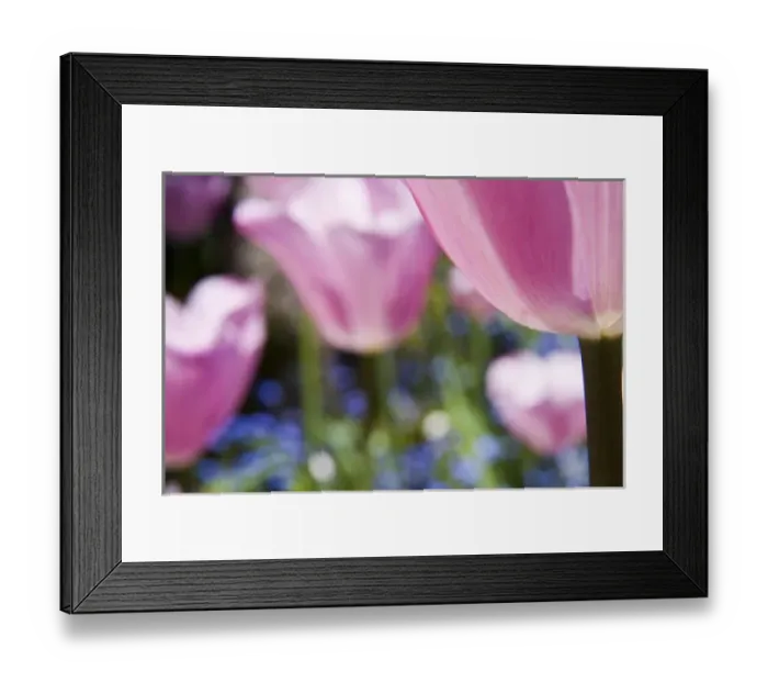 Framed Print : North America; Canada; Victoria; Selective Focus of Spring Tulips of Red and White Color Framed Print : North America; Canada; Victoria; Selective Focus of Spring Tulips of Red and White Color
