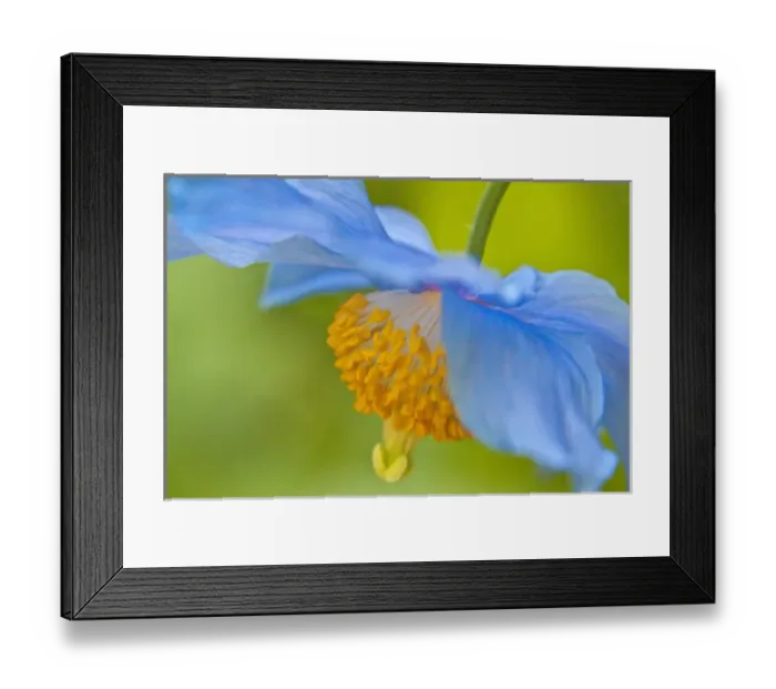 Framed Print : North America; Canada; Victoria; Selective Focus of Himalayan Blue Poppy