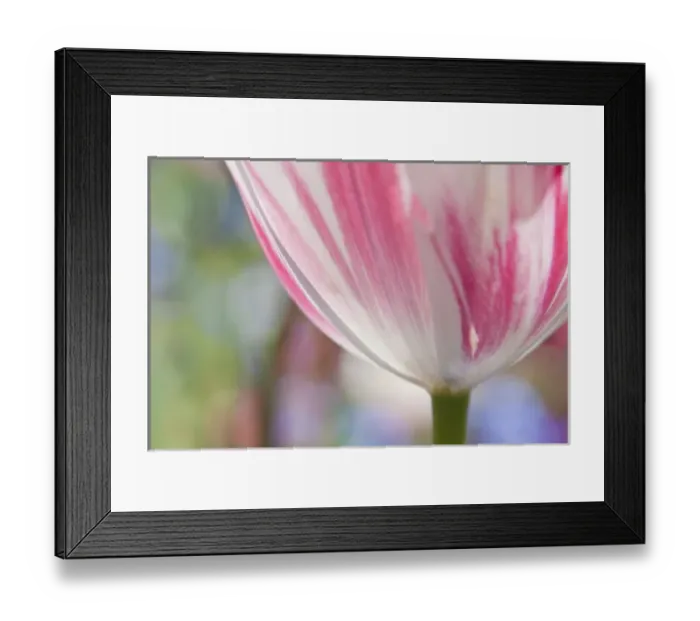 Framed Print : North America; Canada; Victoria; Selective Focus of Spring Tulips of Red and White Color