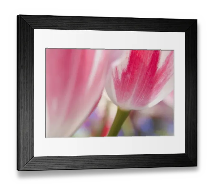 Framed Print : North America; Canada; Victoria; Selective Focus of Spring Tulips of Red and White Color