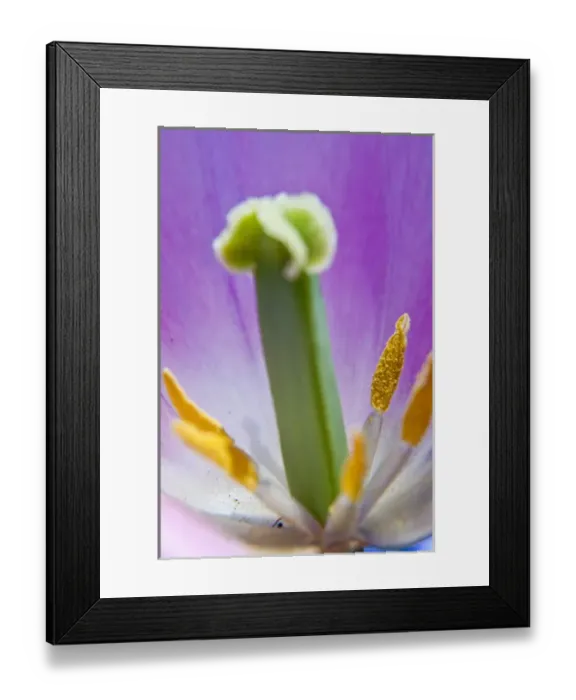 Framed Print : North America; Canada; Victoria; Selective Focus of Spring Tulips of Red and White Color Framed Print : North America; Canada; Victoria; Selective Focus of Spring Tulips of Red and White Color