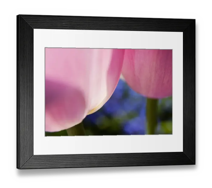 Framed Print : North America; Canada; Victoria; Selective Focus of Spring Tulips of Red and White Color Framed Print : North America; Canada; Victoria; Selective Focus of Spring Tulips of Red and White Color