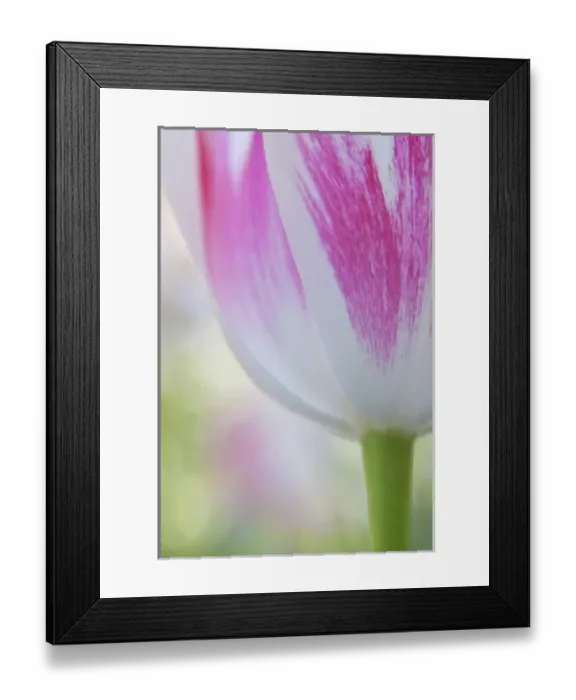 Framed Print : North America; Canada; Victoria; Selective Focus of Spring Tulips of Red and White Color Framed Print : North America; Canada; Victoria; Selective Focus of Spring Tulips of Red and White Color