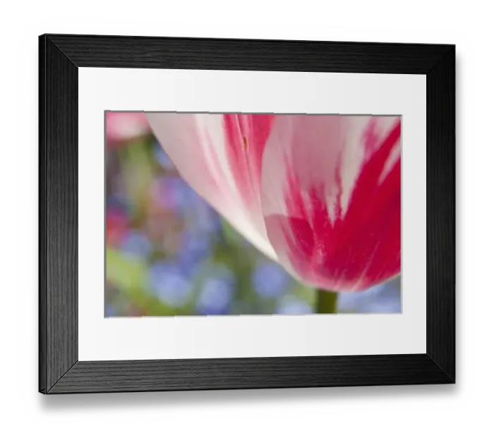 Framed Print : North America; Canada; Victoria; Selective Focus of Spring Tulips of Red and White Color