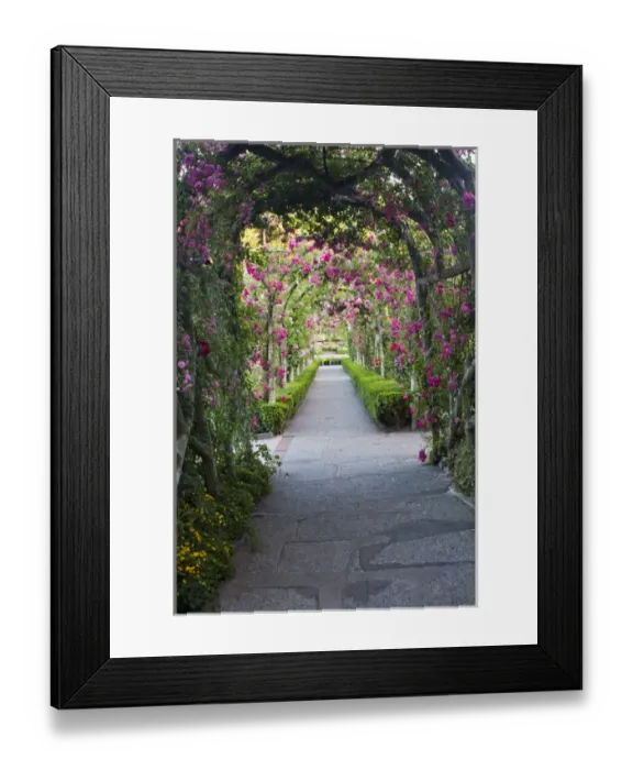 Framed Print : North America; Canada; BC; Victoria; Rose Garden at Butchard Gardens In Full Bloom Framed Print : North America; Canada; BC; Victoria; Rose Garden at Butchard Gardens In Full Bloom