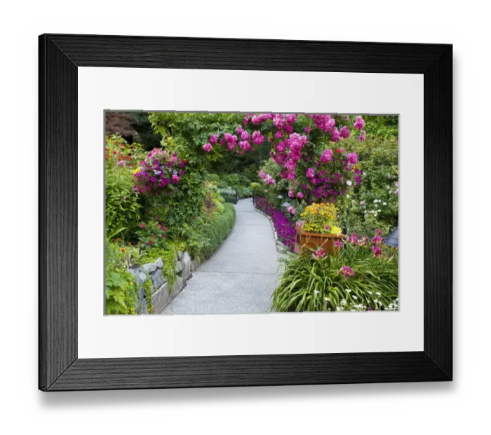 Framed Print : North America; Canada; BC; Victoria; Rose Garden at Butchard Gardens In Full Bloom Framed Print : North America; Canada; BC; Victoria; Rose Garden at Butchard Gardens In Full Bloom