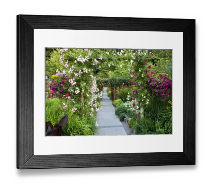 Framed Print : North America; Canada; BC; Victoria; Rose Garden at Butchard Gardens In Full Bloom Framed Print : North America; Canada; BC; Victoria; Rose Garden at Butchard Gardens In Full Bloom