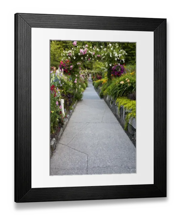 Framed Print : North America; Canada; BC; Victoria; Rose Garden at Butchard Gardens In Full Bloom Framed Print : North America; Canada; BC; Victoria; Rose Garden at Butchard Gardens In Full Bloom