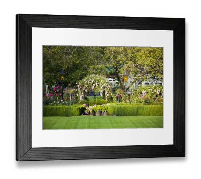 Framed Print : North America; Canada; BC; Victoria; Rose Garden at Butchard Gardens In Full Bloom