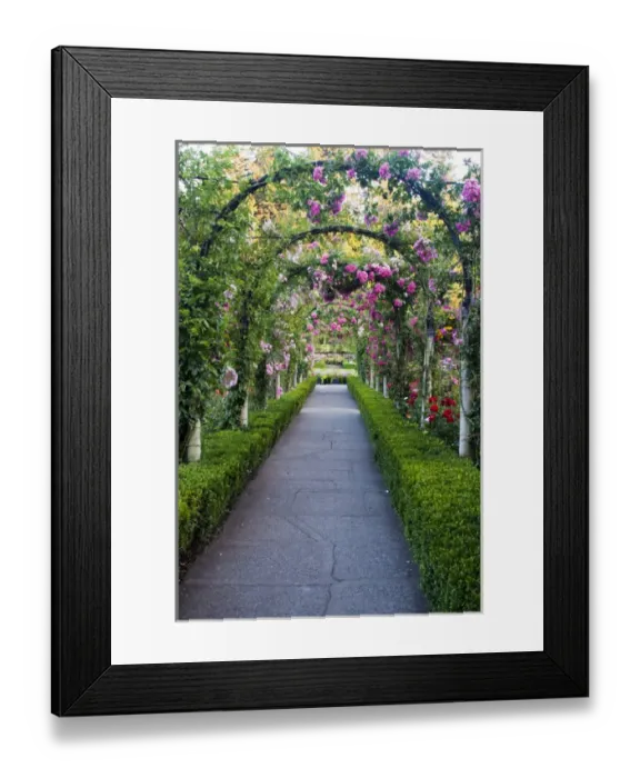 Framed Print : North America; Canada; BC; Victoria; Rose Garden at Butchard Gardens In Full Bloom Framed Print : North America; Canada; BC; Victoria; Rose Garden at Butchard Gardens In Full Bloom