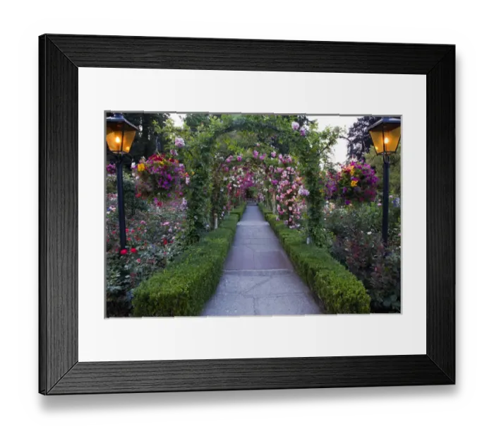 Framed Print : North America; Canada; BC; Victoria; Rose Garden at Butchard Gardens In Full Bloom