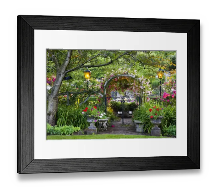 Framed Print : North America; Canada; BC; Victoria; Rose Garden at Butchard Gardens In Full Bloom
