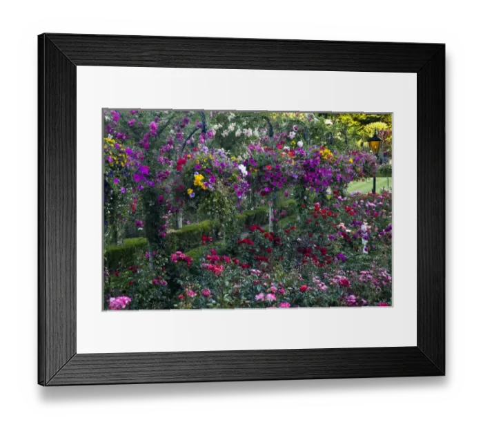 Framed Print : North America; Canada; BC; Victoria; Rose Garden at Butchard Gardens In Full Bloom Framed Print : North America; Canada; BC; Victoria; Rose Garden at Butchard Gardens In Full Bloom