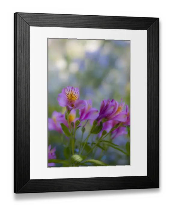 Framed Print : North America; Canada; Victoria; Gardens at Governors House Victoria, Pink Alstroemeria Framed Print : North America; Canada; Victoria; Gardens at Governors House Victoria, Pink Alstroemeria