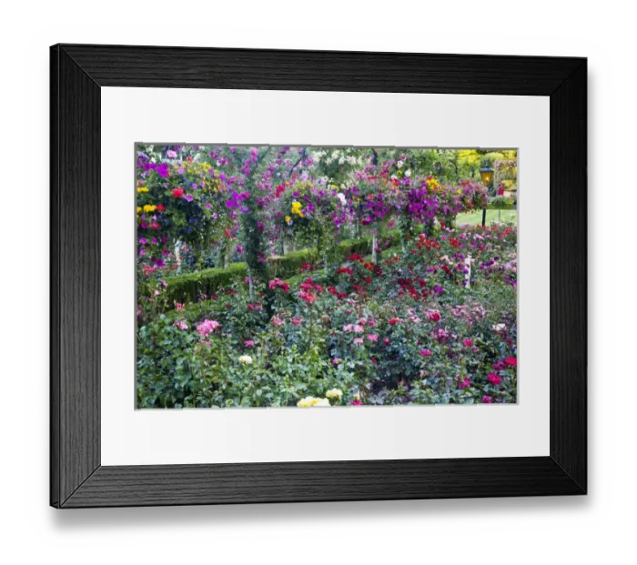 Framed Print : North America; Canada; BC; Victoria; Rose Garden at Butchard Gardens In Full Bloom Framed Print : North America; Canada; BC; Victoria; Rose Garden at Butchard Gardens In Full Bloom