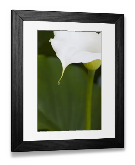 Framed Print : North America; Canada; Victoria; Gardens at Governors House Victoria, calla lily Framed Print : North America; Canada; Victoria; Gardens at Governors House Victoria, calla lily