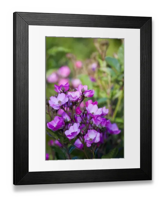 Framed Print : North America; Canada; Victoria; Gardens at Governors House Victoria, Ragosa Roses