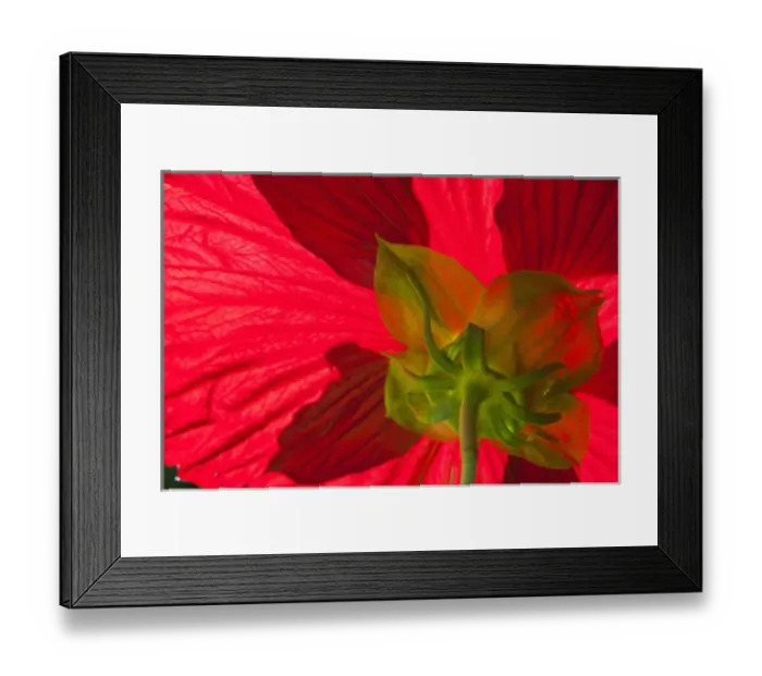 Framed Print : North America; Canada; Victoria; Burchard Gardens; Autumn Color at Butchard Gardens Close