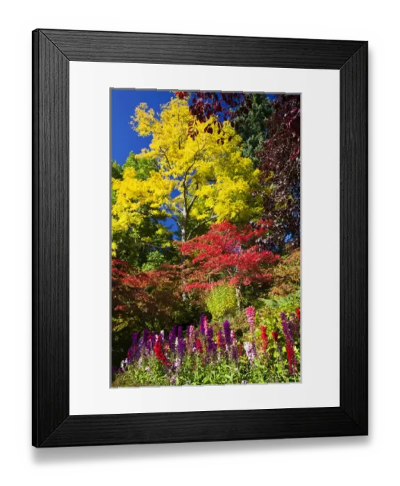 Framed Print : North America; Canada; Victoria; Burchard Gardens; Autumn Color at Butchard Gardens Framed Print : North America; Canada; Victoria; Burchard Gardens; Autumn Color at Butchard Gardens