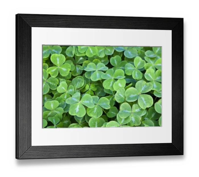 Framed Print : North America; Canada; Vancouver Island; Hately Gardens; Spring Shamrocks in mass Framed Print : North America; Canada; Vancouver Island; Hately Gardens; Spring Shamrocks in mass