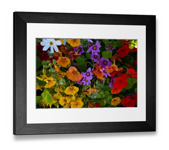 Framed Print : North America; Canada; Victoria; Flower Boxes on House Boats Framed Print : North America; Canada; Victoria; Flower Boxes on House Boats