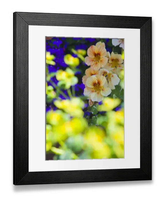 Framed Print : North America; Canada; Victoria; Flower Boxes on House Boats Framed Print : North America; Canada; Victoria; Flower Boxes on House Boats