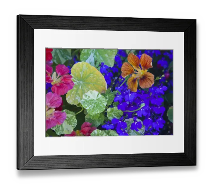 Framed Print : North America; Canada; Victoria; Flower Boxes on House Boats Framed Print : North America; Canada; Victoria; Flower Boxes on House Boats