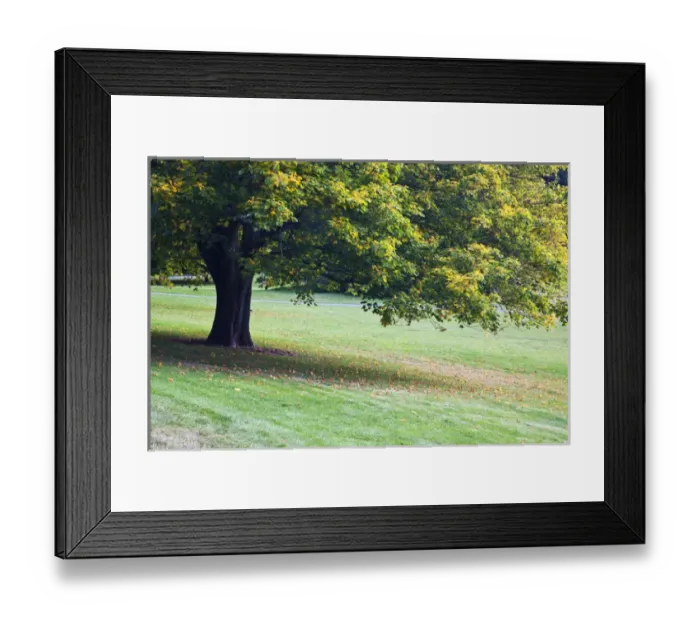 Framed Print : North America, Canada, BC, Victoria, Autumn Color in Maple Trees Framed Print : North America, Canada, BC, Victoria, Autumn Color in Maple Trees