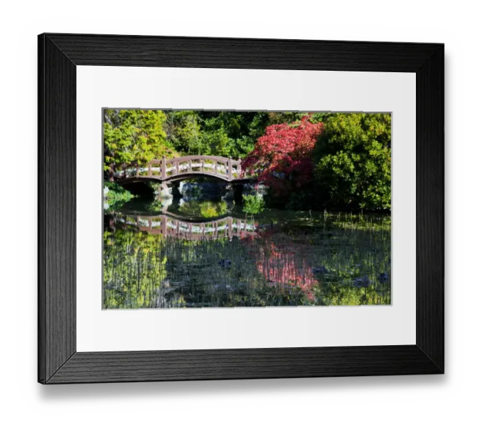 Framed Print : North America, Canada, BC, Victoria, Autumn Color in Maple Trees overlooking Pond with Framed Print : North America, Canada, BC, Victoria, Autumn Color in Maple Trees overlooking Pond with
