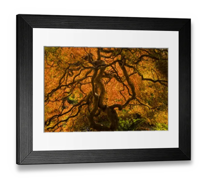 Framed Print : North America, Canada, BC, Victoria; Autumn Color in Maple Trees Framed Print : North America, Canada, BC, Victoria; Autumn Color in Maple Trees
