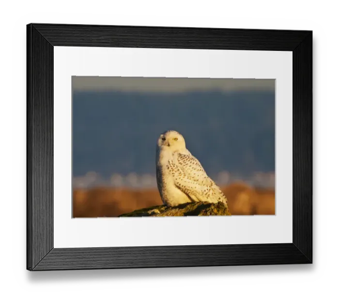Framed Print : North America; Canada; British Columbia; Snowy Owl Waiting for Prey