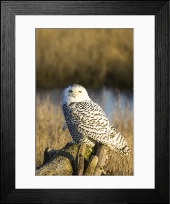 Framed Print : North America; Canada; British Columbia; Snowy Owl Waiting to Hunt Framed Print : North America; Canada; British Columbia; Snowy Owl Waiting to Hunt